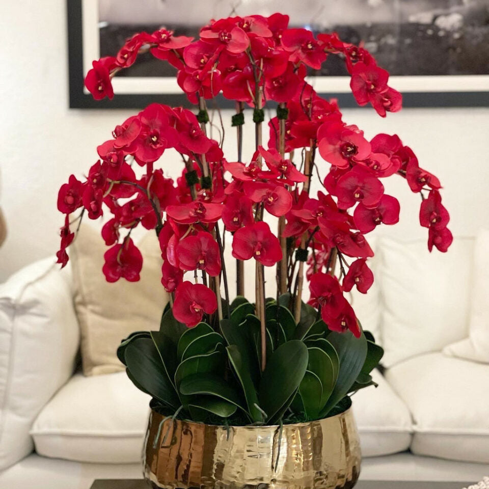 Rote Phalaenopsis-Orchideen in einem mittelgroßen goldenen Topf