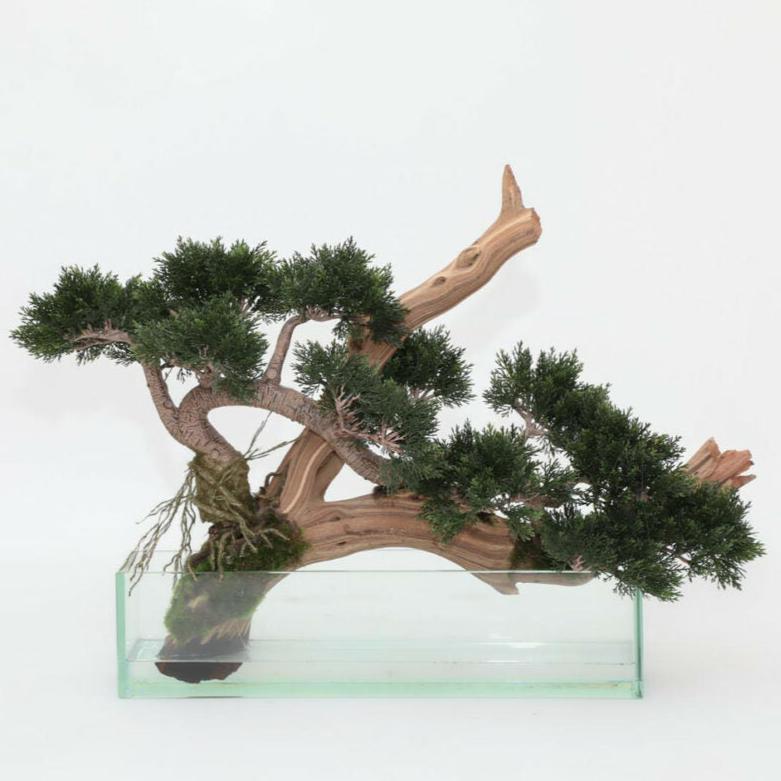 Künstlicher Kletterzeder-Bonsai im Glastopf