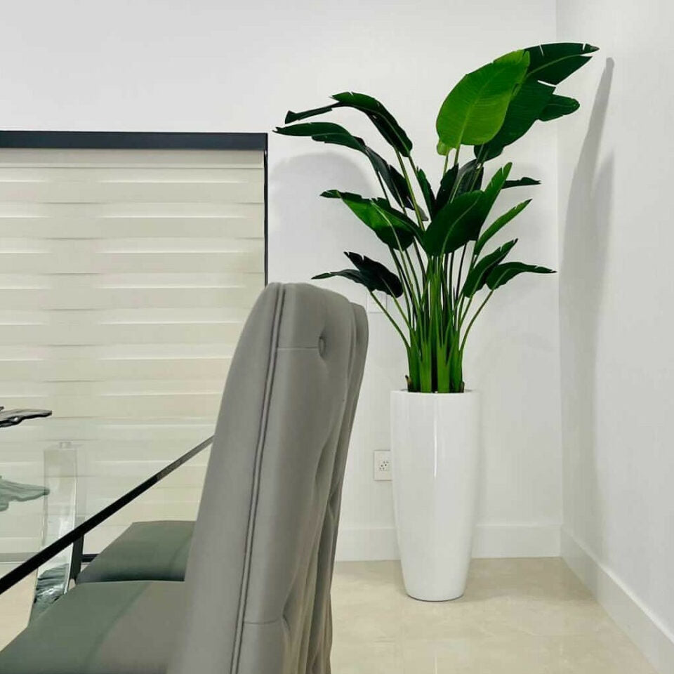 7ft Paradiesvogelblume mit Dax L Topf