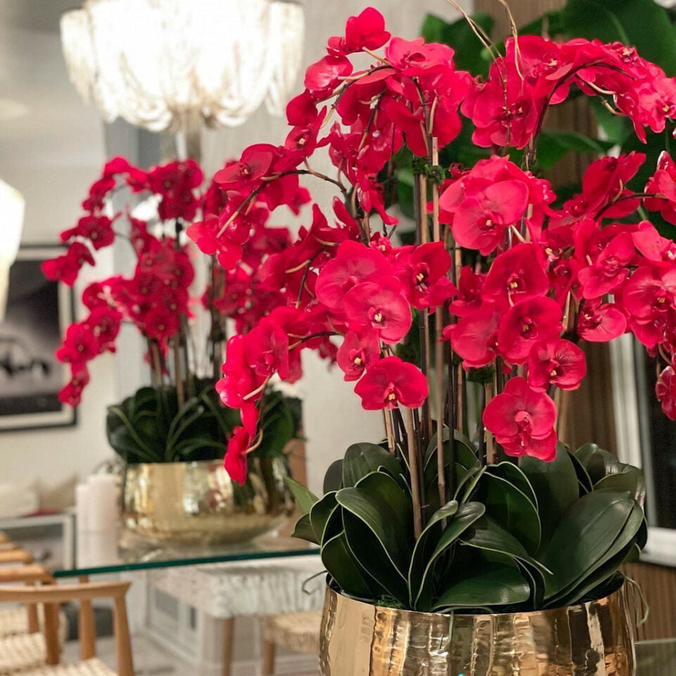 Rote Phalaenopsis-Orchideen in einem mittelgroßen goldenen Topf