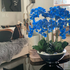 Avenue Bowl mit blauen Phalaenopsis-Orchideen