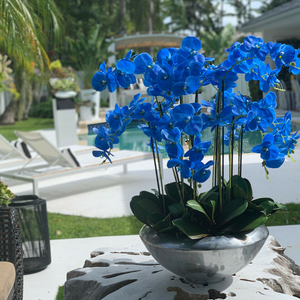 Avenue Bowl mit blauen Phalaenopsis-Orchideen