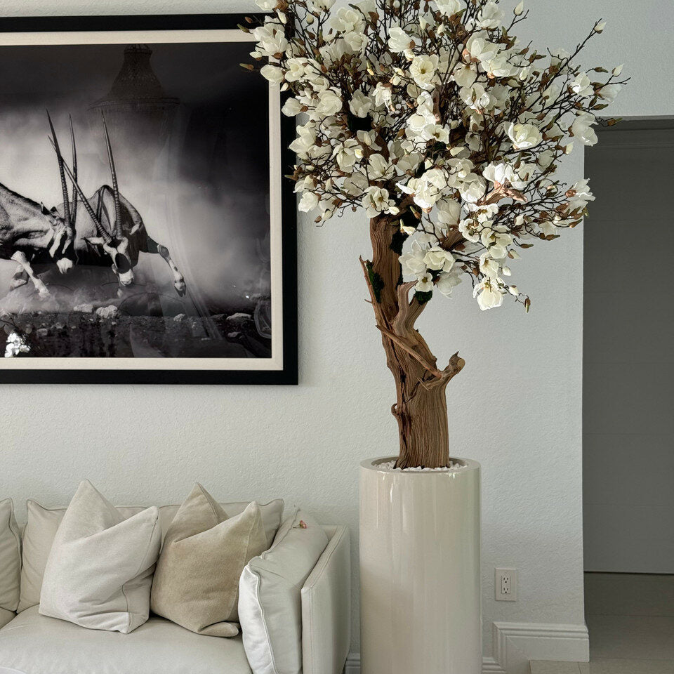 Weiße Magnolie im St. Tropez-Topf, beige glänzend