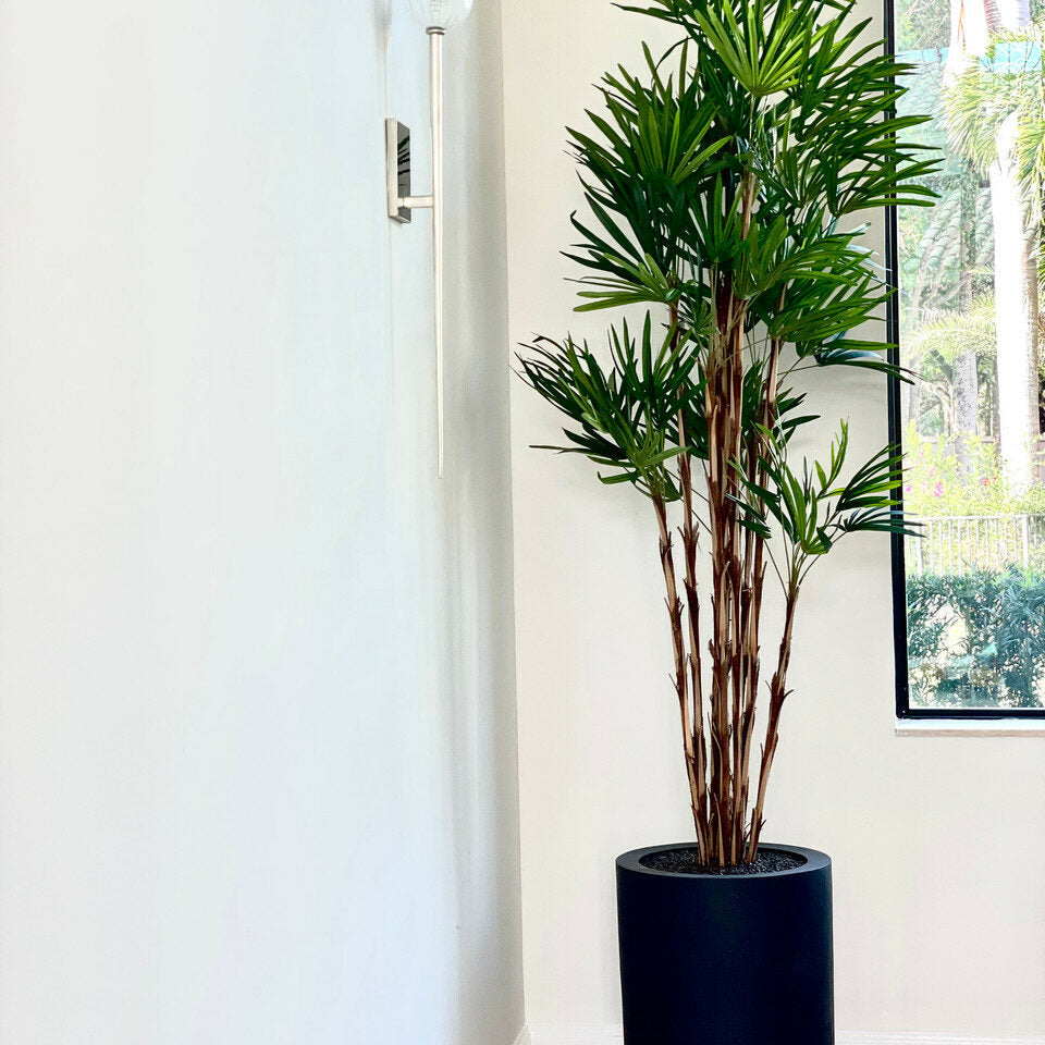 Palme im schwarzen XL-Topf