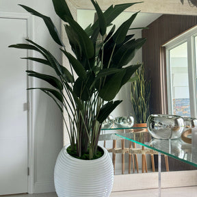 Paradiesvogel in einer weißen Spiralvase