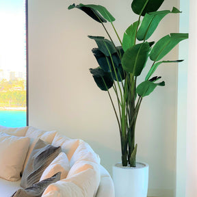 2,7 m Paradiesvogelblume mit Ben-Topf in glänzendem Weiß