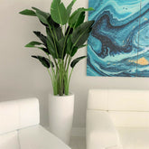 7ft Paradiesvogelblume mit Dax L Topf