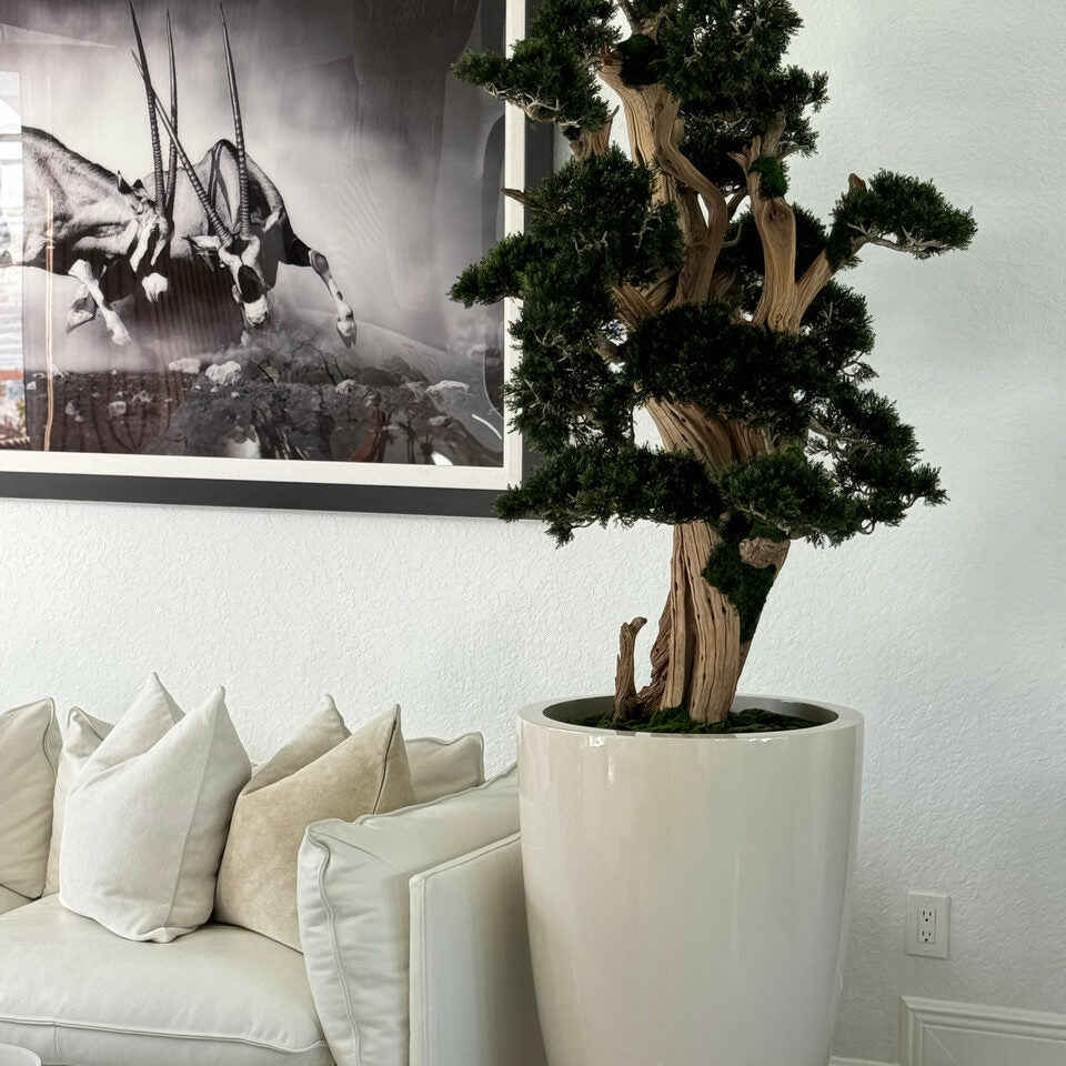 Großer Bonsai in einem Brannan-Topf