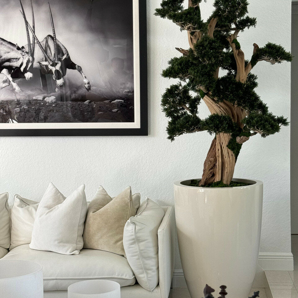 Großer Bonsai in einem Brannan-Topf