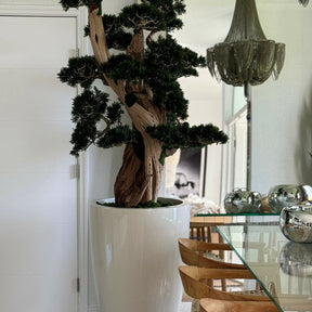 Großer Bonsai in einem Brannan-Topf