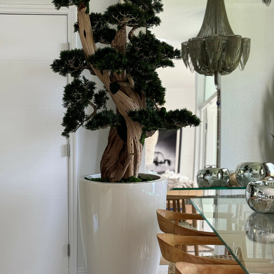 Großer Bonsai in einem Brannan-Topf