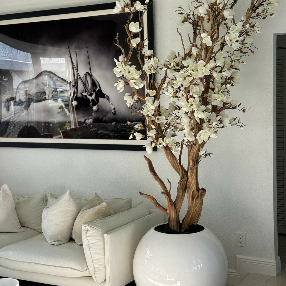 Weiße Magnolie in 76 cm glänzend weißem Kugeltopf