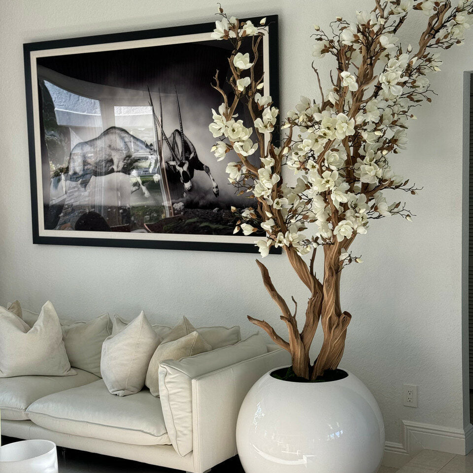 Weiße Magnolie in 76 cm glänzend weißem Kugeltopf