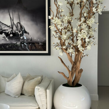 Weiße Magnolie in 30″ glänzend weißem Kugeltopf