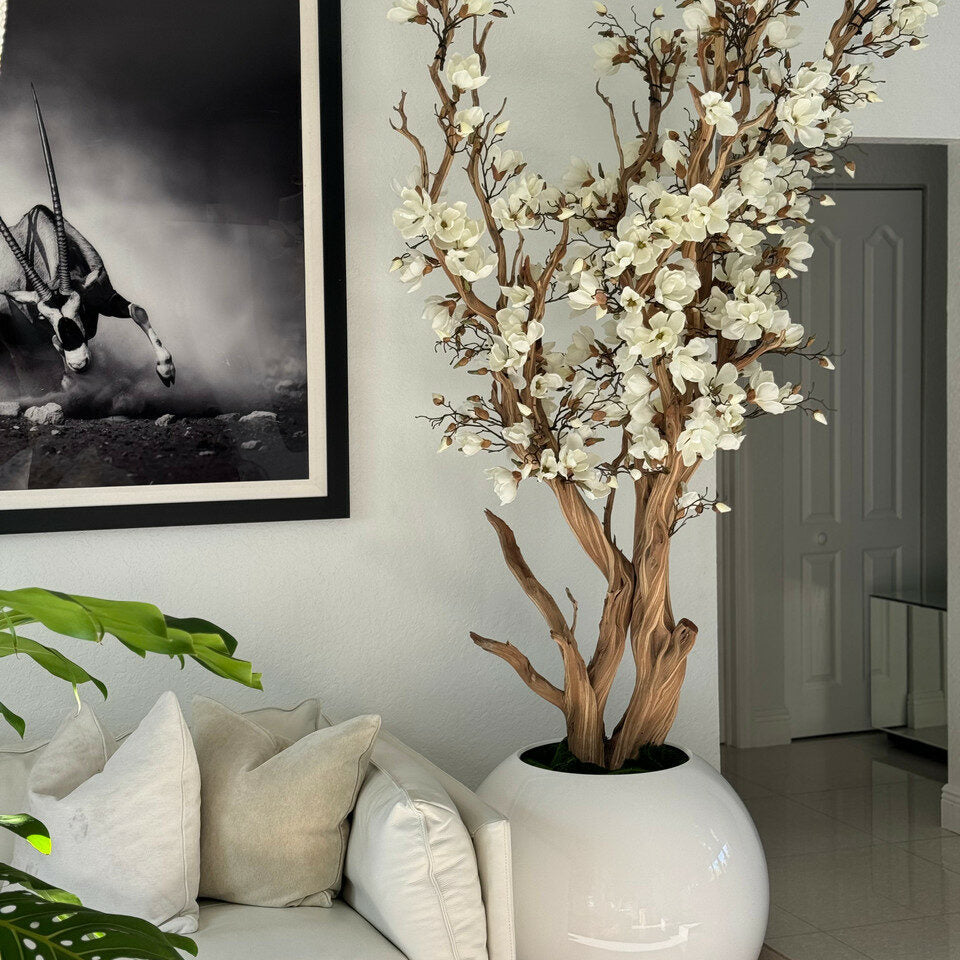 Weiße Magnolie in 76 cm glänzend weißem Kugeltopf