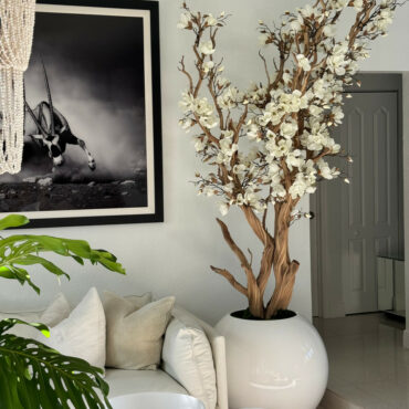 Weiße Magnolie in 30″ glänzend weißem Kugeltopf