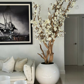 Weiße Magnolie in 30″ glänzend weißem Kugeltopf